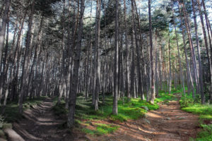Der richtige Weg Wald Wegweiser Klarheit